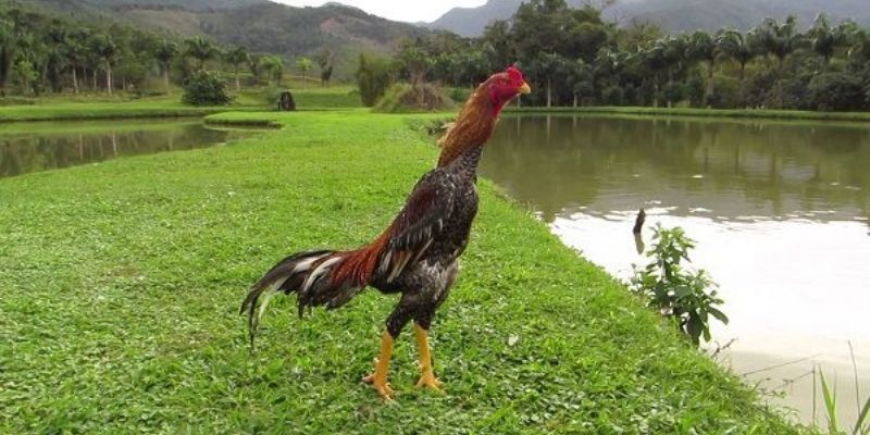 Đặc điểm hình thái bản lĩnh của chiến binh Shamo