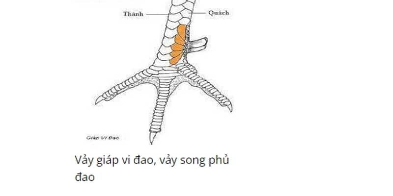 Cách xem vảy ngón chân Phủ Địa, Tam Tài Phủ Địa và Vấn Cán