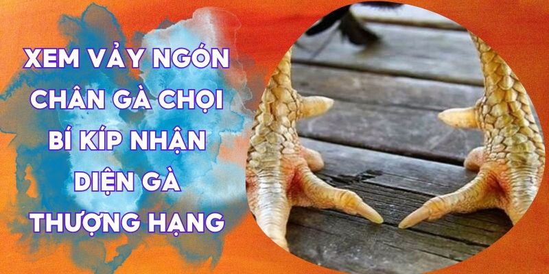 xem vảy ngón chân gà chọi
