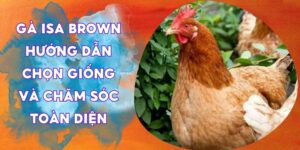 gà Isa Brown