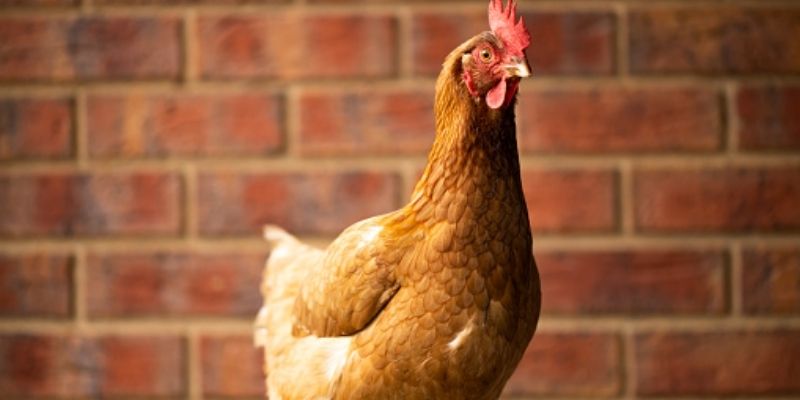 Khám phá giống gà Isa Brown cơ bản nhất