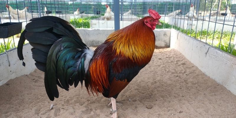 Quy trình lai tạo và nhân giống chiến kê Peru  